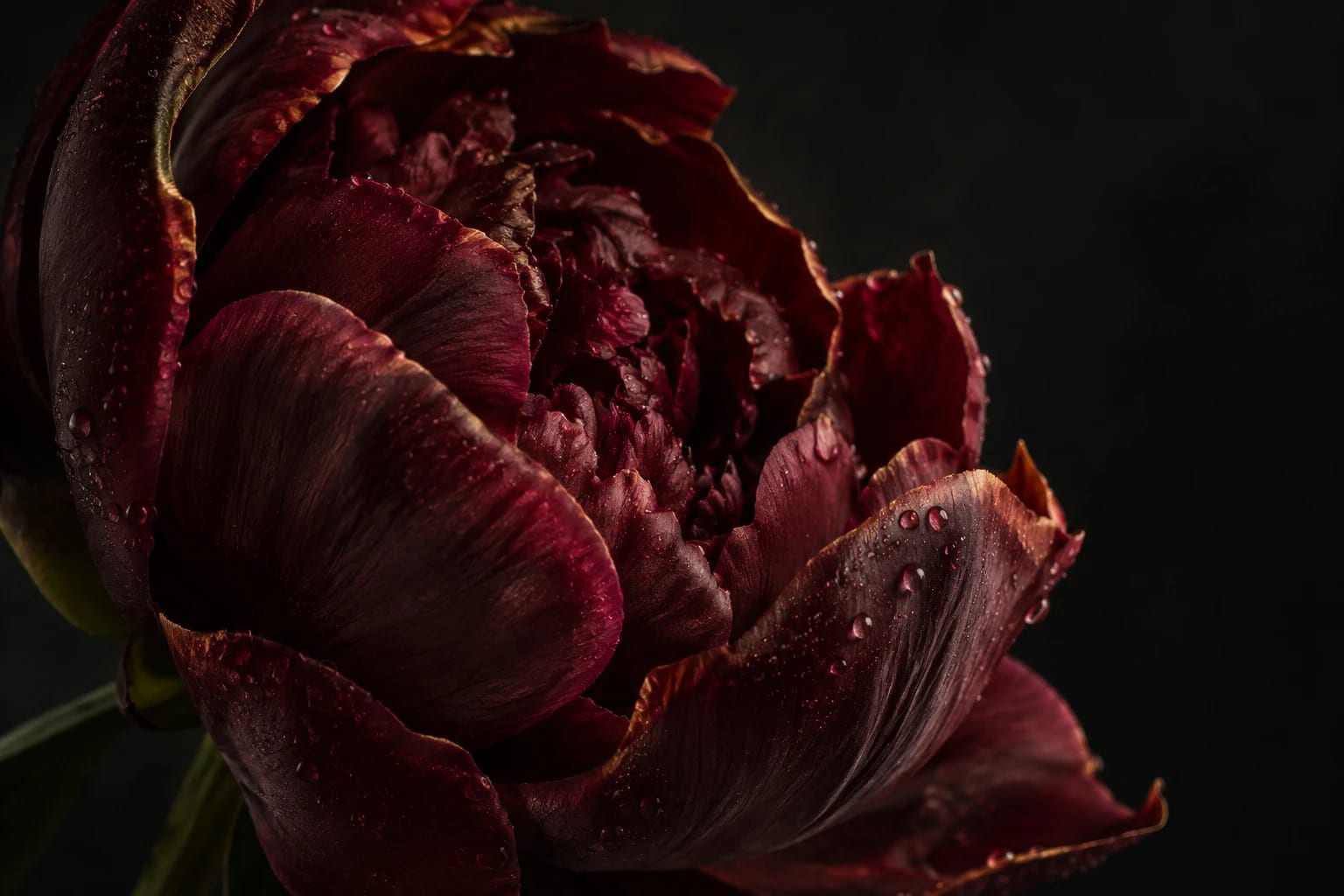Macro d’une pivoine bordeaux couverte de fines gouttes de rosée